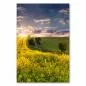 Preview: Ein gelbes Rapsfeld im Sonnenuntergang – ein idyllisches Landschaftsbild voller Frühlingsgefühle. Preview: Ein gelbes Rapsfeld im Sonnenuntergang – ein idyllisches Landschaftsbild voller Frühlingsgefühle.