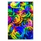 Preview: Nahaufnahme: Regenbogenrosen in allen Farben des Spektrums. Preview: Nahaufnahme: Regenbogenrosen in allen Farben des Spektrums.