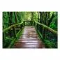 Preview: Ein moosbewachsener Steg führt durch einen dichten Regenwald – ein Bild voller Mystik und Abenteuerlust. Preview: Ein moosbewachsener Steg führt durch einen dichten Regenwald – ein Bild voller Mystik und Abenteuerlust.
