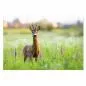 Preview: Junger Rehbock auf Wiese mit Blüten, blickt in Kamera, Abendsonne. Preview: Junger Rehbock auf Wiese mit Blüten, blickt in Kamera, Abendsonne.