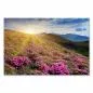 Preview: Blühende Rhododendren in einer atemberaubenden Berglandschaft - ein Bild von beeindruckender Schönheit. Preview: Blühende Rhododendren in einer atemberaubenden Berglandschaft - ein Bild von beeindruckender Schönheit.