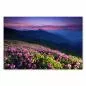 Preview: Ein Blütenteppich aus pinken Rhododendren bedeckt einen Berghang – ein atemberaubender Anblick. Preview: Ein Blütenteppich aus pinken Rhododendren bedeckt einen Berghang – ein atemberaubender Anblick.