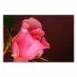 Preview: Makroaufnahme: Zarte rosa Rose, funkelnde Tautropfen auf Blütenblättern. Preview: Makroaufnahme: Zarte rosa Rose, funkelnde Tautropfen auf Blütenblättern.