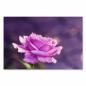Preview: Einzelne lila Rose, unscharfer Hintergrund in Lila & Grün, leuchtende Blüte.