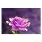 Preview: Einzelne lila Rose, unscharfer Hintergrund in Lila & Grün, leuchtende Blüte. Preview: Einzelne lila Rose, unscharfer Hintergrund in Lila & Grün, leuchtende Blüte.
