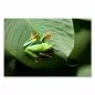 Preview: Grüner Rotaugenlaubfrosch mit blauen Streifen sitzt auf großem Grünblatt im Regenwald. Preview: Grüner Rotaugenlaubfrosch mit blauen Streifen sitzt auf großem Grünblatt im Regenwald.