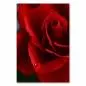 Preview: Rote Rose in voller Pracht, Wassertropfen auf Blütenblättern, Schönheit. Preview: Rote Rose in voller Pracht, Wassertropfen auf Blütenblättern, Schönheit.