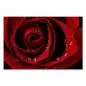 Preview: Eine Nahaufnahme einer roten Rose mit Wassertropfen verstärkt die Schönheit der Blüte. Preview: Eine Nahaufnahme einer roten Rose mit Wassertropfen verstärkt die Schönheit der Blüte.