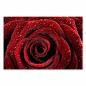 Preview: Eine tiefdrote Rose mit glitzernden Wassertropfen – ein Symbol für Liebe und Romantik.