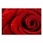 Preview: Eine rote Rose mit Wassertropfen - eine Makroaufnahme voller Schönheit und Romantik. Preview: Eine rote Rose mit Wassertropfen - eine Makroaufnahme voller Schönheit und Romantik.