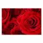 Preview: Leuchtend rote Rosen liegen eng beieinander und verzaubern mit ihrer intensiven Farbe. Preview: Leuchtend rote Rosen liegen eng beieinander und verzaubern mit ihrer intensiven Farbe.