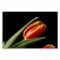 Preview: Makroaufnahme: Rote Tulpe mit gelben Akzenten & Wassertropfen auf Blütenblättern.