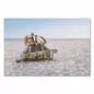 Preview: Griechische Landschildkröte, Rucksack, wandert am Strand - Geduld & Ausdauer. Preview: Griechische Landschildkröte, Rucksack, wandert am Strand - Geduld & Ausdauer.