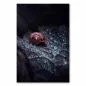Preview: Makroaufnahme: Schneckenhaus auf Blatt, glitzernde Wassertropfen. Preview: Makroaufnahme: Schneckenhaus auf Blatt, glitzernde Wassertropfen.