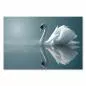 Preview: Ein Schwan gleitet elegant über das Wasser, sein Gefieder und die Reflexionen erzeugen Ruhe und Anmut. Preview: Ein Schwan gleitet elegant über das Wasser, sein Gefieder und die Reflexionen erzeugen Ruhe und Anmut.