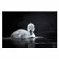 Preview: Schwarz-Weiß-Foto: Schwanenküken auf dunklem Wasser, schwarzer Schnabel. Preview: Schwarz-Weiß-Foto: Schwanenküken auf dunklem Wasser, schwarzer Schnabel.