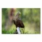 Preview: Seeadler auf moosbewachsenem Baumstamm, Blick in die Ferne - majestätisch. Preview: Seeadler auf moosbewachsenem Baumstamm, Blick in die Ferne - majestätisch.