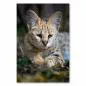 Preview: Junger Serval, geflecktes Fell & große Ohren, blickt aufmerksam. Preview: Junger Serval, geflecktes Fell & große Ohren, blickt aufmerksam.