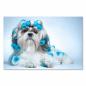 Preview: Ein Shih Tzu liegt mit blauen Lockenwicklern im Fell auf einem weißen Untergrund und schaut direkt in die Kamera.