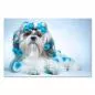 Preview: Ein Shih Tzu liegt mit blauen Lockenwicklern im Fell auf einem weißen Untergrund und schaut direkt in die Kamera. Preview: Ein Shih Tzu liegt mit blauen Lockenwicklern im Fell auf einem weißen Untergrund und schaut direkt in die Kamera.