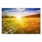 Preview: Sommerwiese mit Margeriten & Wiesenblumen im warmen Licht der untergehenden Sonne. Preview: Sommerwiese mit Margeriten & Wiesenblumen im warmen Licht der untergehenden Sonne.