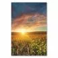 Preview: Sonnenaufgang taucht Himmel in warme Farben, Feld mit bunten Blumen leuchtet. Preview: Sonnenaufgang taucht Himmel in warme Farben, Feld mit bunten Blumen leuchtet.