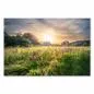 Preview: Sonnenaufgang über blühender Sommerwiese, erste Sonnenstrahlen, warmes Licht. Preview: Sonnenaufgang über blühender Sommerwiese, erste Sonnenstrahlen, warmes Licht.