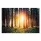 Preview: Goldenes Licht durchflutet dichten Nadelwald, warme Farben, magischer Moment. Preview: Goldenes Licht durchflutet dichten Nadelwald, warme Farben, magischer Moment.