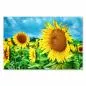 Preview: Ein leuchtend gelbes Sonnenblumenfeld unter blauem Himmel - ein Bild voller Sommerlaune.