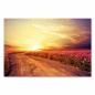 Preview: Staubige Straße durch rosa Kosmosblüten-Feld, Sonnenuntergang am Horizont.
