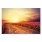 Preview: Staubige Straße durch rosa Kosmosblüten-Feld, Sonnenuntergang am Horizont. Preview: Staubige Straße durch rosa Kosmosblüten-Feld, Sonnenuntergang am Horizont.