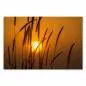 Preview: Sonnenuntergang, warmes Licht, Gräser bilden faszinierende Silhouetten - Ruhe. Preview: Sonnenuntergang, warmes Licht, Gräser bilden faszinierende Silhouetten - Ruhe.