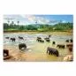 Preview: Wilde Elefanten im Fluss, Erfrischung in tropischer Landschaft - Sri Lanka. Preview: Wilde Elefanten im Fluss, Erfrischung in tropischer Landschaft - Sri Lanka.