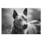Preview: Schwarz-Weiß-Porträt: Thai Ridgeback, muskulös, intensiver Blick, erhaben. Preview: Schwarz-Weiß-Porträt: Thai Ridgeback, muskulös, intensiver Blick, erhaben.