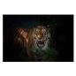 Preview: Tiger im Unterholz, orange-schwarze Streifen, leuchtende Augen - Nacht.