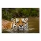 Preview: Ein Tiger schwimmt im Fluss, sein Kopf ragt über das Wasser, während der Körper untertaucht. Preview: Ein Tiger schwimmt im Fluss, sein Kopf ragt über das Wasser, während der Körper untertaucht.