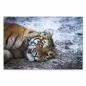 Preview: Ein verspieltes Tigerjunges im Schnee – ein herzerwärmendes Motiv für Tierliebhaber. Preview: Ein verspieltes Tigerjunges im Schnee – ein herzerwärmendes Motiv für Tierliebhaber.