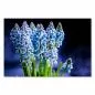Preview: Nahaufnahme: Blaue Traubenhyazinthen vor dunklem Hintergrund, dichte Blüten. Preview: Nahaufnahme: Blaue Traubenhyazinthen vor dunklem Hintergrund, dichte Blüten.