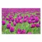 Preview: Beeindruckendes Blumenfeld mit violetten Tulpen, leuchtende Farben und Blütenpracht versprühen Frühlingsfreude. Preview: Beeindruckendes Blumenfeld mit violetten Tulpen, leuchtende Farben und Blütenpracht versprühen Frühlingsfreude.