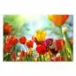 Preview: Bunte Tulpen in einer sonnendurchfluteten Wiese strahlen Lebensfreude und Frühlingsgefühle aus. Preview: Bunte Tulpen in einer sonnendurchfluteten Wiese strahlen Lebensfreude und Frühlingsgefühle aus.