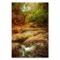 Preview: Ein idyllischer Bach schlängelt sich durch einen grünen Wald, bunte Blätter bedecken die Steine am Ufer. Preview: Ein idyllischer Bach schlängelt sich durch einen grünen Wald, bunte Blätter bedecken die Steine am Ufer.