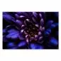 Preview: Nahaufnahme: Violette Blüte, zart, leuchtendes Inneres - Schönheit. Preview: Nahaufnahme: Violette Blüte, zart, leuchtendes Inneres - Schönheit.
