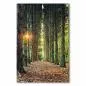 Preview: Weg, Nadelwald, Sonne, warmes Licht. Preview: Weg, Nadelwald, Sonne, warmes Licht.