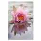 Preview: Rosa Wasserlilie spiegelt sich im Wasser eines Teichs - Naturschauspiel. Preview: Rosa Wasserlilie spiegelt sich im Wasser eines Teichs - Naturschauspiel.