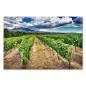 Preview: Weinreben erstrecken sich unter einem dramatischen Wolkenhimmel in die Ferne - ein beeindruckendes Landschaftsbild.