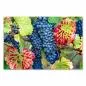Preview: Schwere blaue Weintrauben an Rebstock, bunte Herbstblätter - Erntezeit. Preview: Schwere blaue Weintrauben an Rebstock, bunte Herbstblätter - Erntezeit.