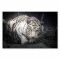 Preview: Weißer Tiger mit blauen Augen, intensiver Blick - Natur & Wildtiere.