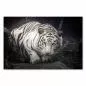 Preview: Weißer Tiger mit blauen Augen, intensiver Blick - Natur & Wildtiere. Preview: Weißer Tiger mit blauen Augen, intensiver Blick - Natur & Wildtiere.