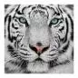 Preview: Ein weißer Tiger mit blauen Augen blickt direkt in die Kamera. Sein Fell mit Streifen ist beeindruckend. Preview: Ein weißer Tiger mit blauen Augen blickt direkt in die Kamera. Sein Fell mit Streifen ist beeindruckend.