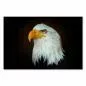 Preview: Nahaufnahme: Weißkopfseeadler, schwarzer Hintergrund, durchdringender Blick. Preview: Nahaufnahme: Weißkopfseeadler, schwarzer Hintergrund, durchdringender Blick.